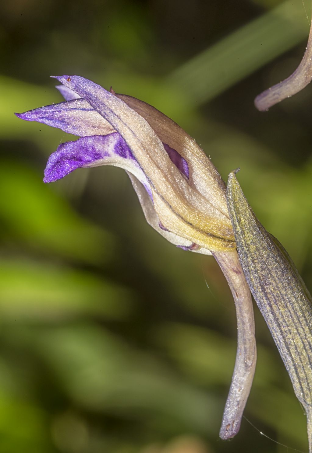 L''orchidea Fior di legna Limodorum abortivum